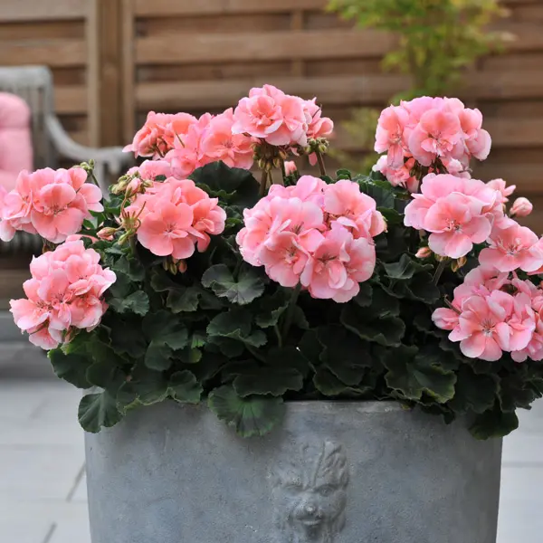 Geranium Savannah Light Salmon Geranium Savannah Light Salmon