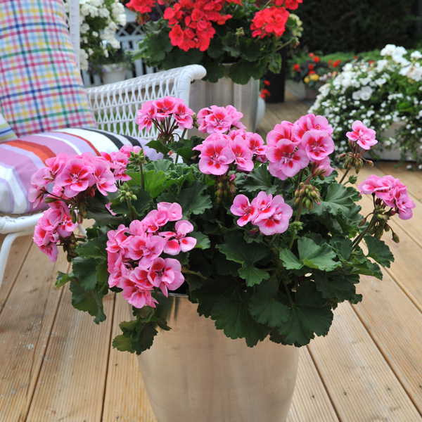 Geranium Savannah Pink Mega Splash Geranium Savannah Pink Mega Splash