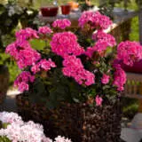 Geranium Savannah Pink P14gerspi - Garden Express Australia