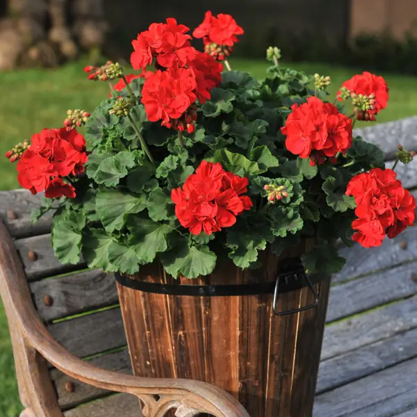 Geranium Savannah Red Geranium Savannah Red
