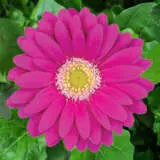 Gerbera Charly 600px - Garden Express Australia