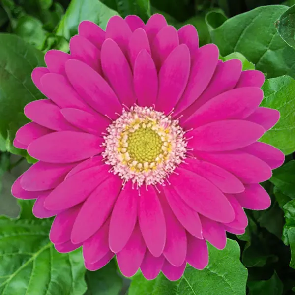 Mini Gerbera Charly
