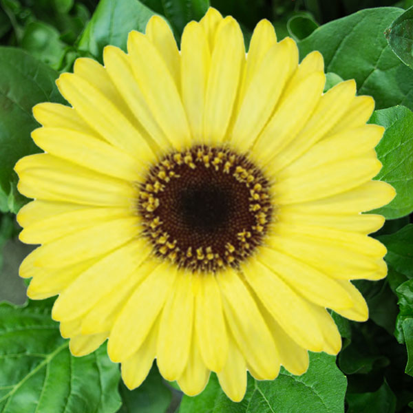 Mini Gerbera Chloe Mini Gerbera Chloe