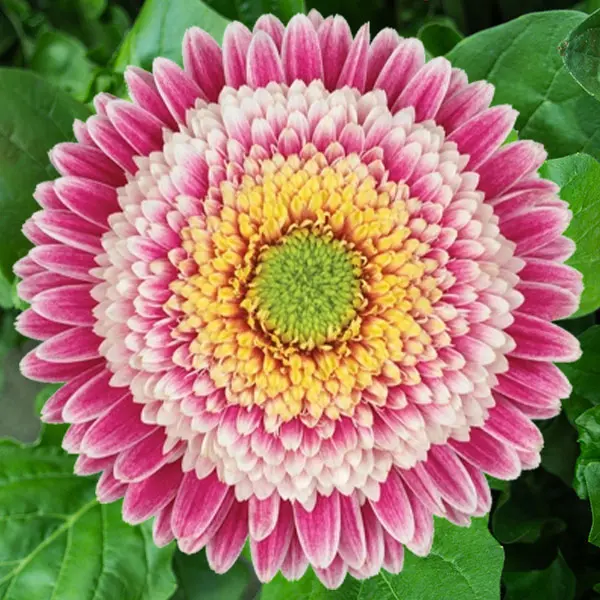 Mini Gerbera Corine