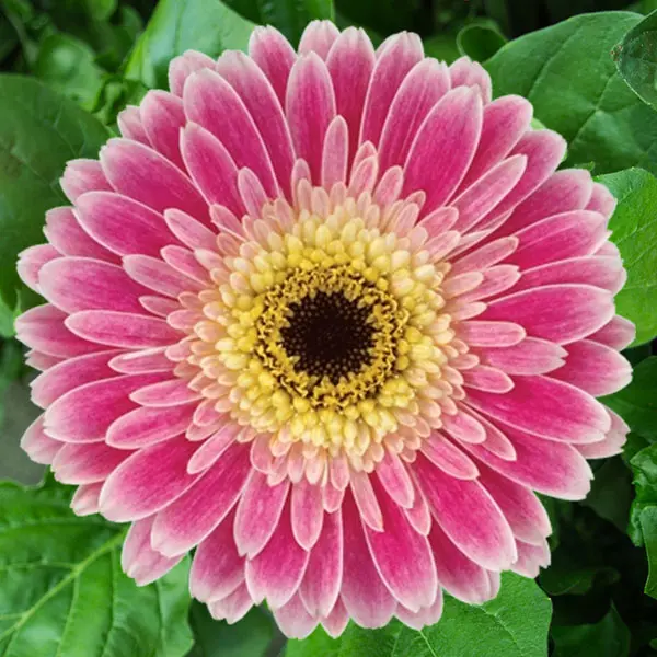 Mini Gerbera Noah Mini Gerbera Noah