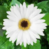 Gerbera Patty 600px Rev - Garden Express Australia