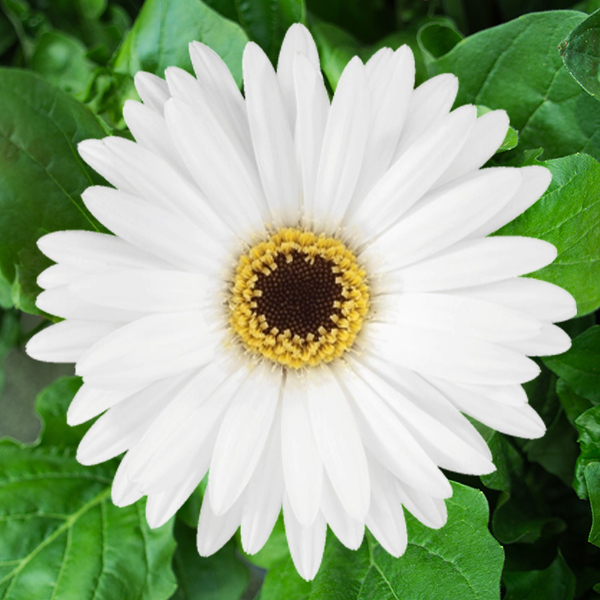 Mini Gerbera Patty
