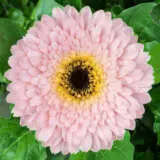 Gerbera Simone 600px - Garden Express Australia
