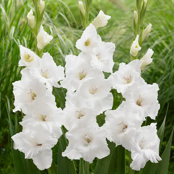 Gladioli Flevo Ice Gladioli Flevo Ice