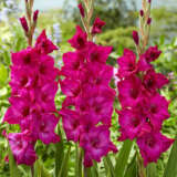 Gladioli Palermo Gladioli Palermo