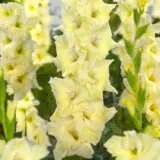 Gladioli Speed Date Pkglasda - Garden Express Australia