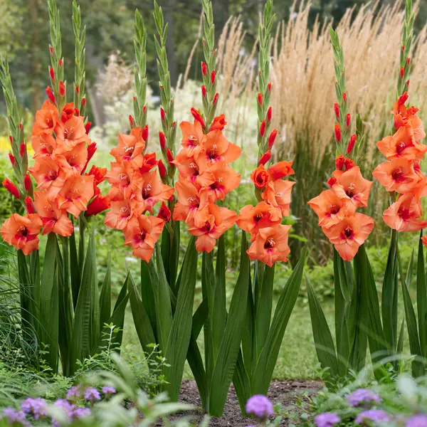 Glamini Gladioli Jenny Glamini Gladioli Jenny