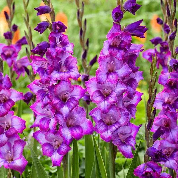 Glamini Gladioli Kim Glamini Gladioli Kim