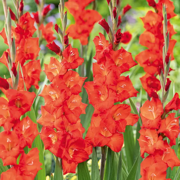 Glamini Gladioli Patty Glamini Gladioli Patty