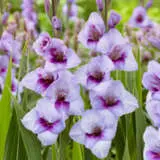 Glamini Gladioli Tina Pkggltin - Garden Express Australia