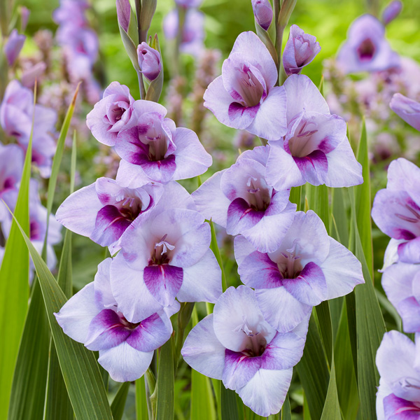 Glamini Gladioli Tina Glamini Gladioli Tina