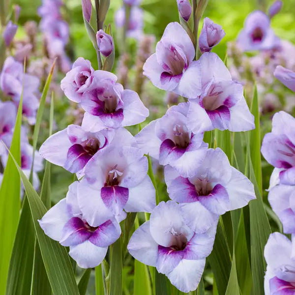 Glamini Gladioli Tina Glamini Gladioli Tina
