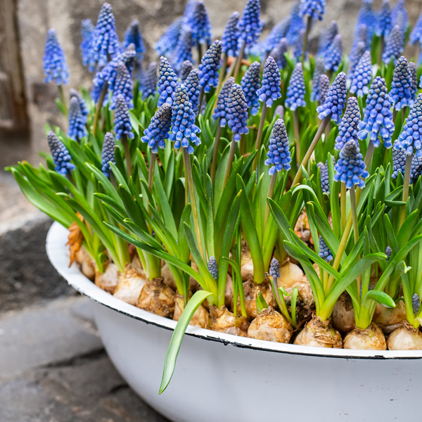 Grape Hyacinth Blue – Pre-Order Grape Hyacinth Blue – Pre-Order
