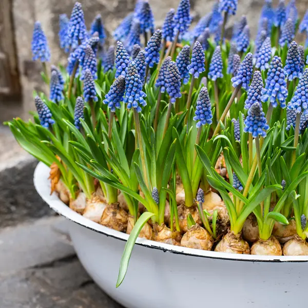 Grape Hyacinth Blue – Pre-Order Grape Hyacinth Blue – Pre-Order