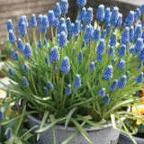 Gurus Spring Show Bag – 150 Bulbs Gurus Spring Show Bag – 150 Bulbs