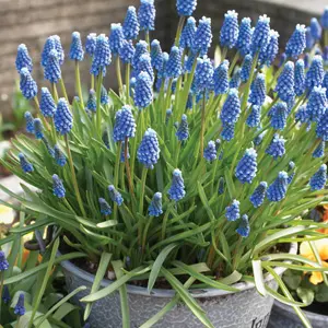 Gurus Spring Show Bag – 150 Bulbs Gurus Spring Show Bag – 150 Bulbs