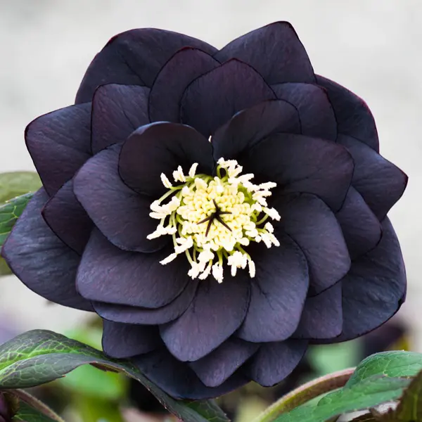 Hellebore Double Black Hellebore Double Black