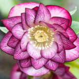 Hellebore Double Peppermint Ice P75heldpi - Garden Express Australia