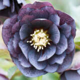 Hellebore Double Slate Pplheldsl - Garden Express Australia