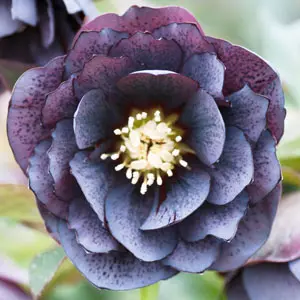 Hellebore Double Slate Hellebore Double Slate