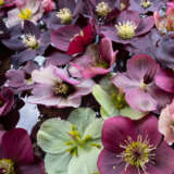 Hellebore Mixed Hellebore Mixed