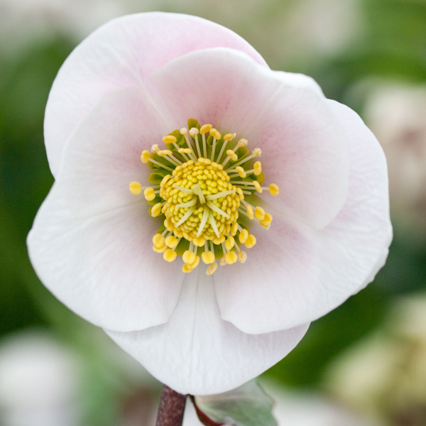 Hellebore Single Pink Flush Hellebore Single Pink Flush