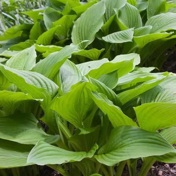 Hosta Lime Marmalade Hosta Lime Marmalade
