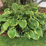 Hosta Twilight Hosta Twilight