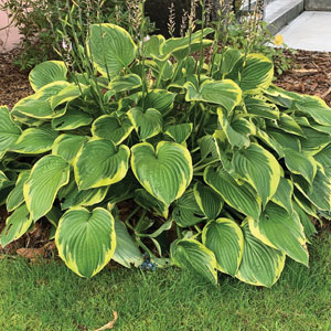 Hosta Twilight Hosta Twilight