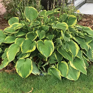 Hosta Twilight Hosta Twilight