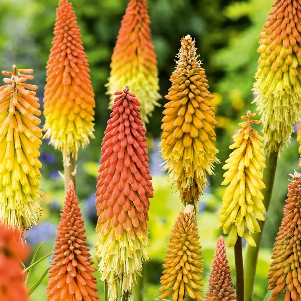 Kniphofia Uvaria Grandiflora Mix Kniphofia Uvaria Grandiflora Mix
