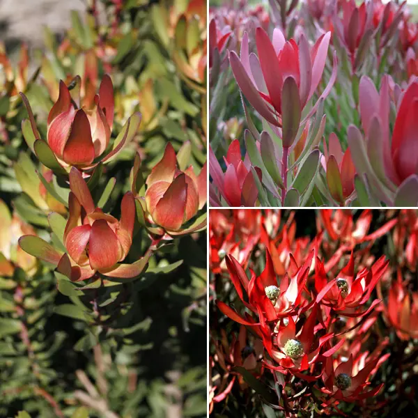 Leucadendron Collection 2 Leucadendron Collection 2