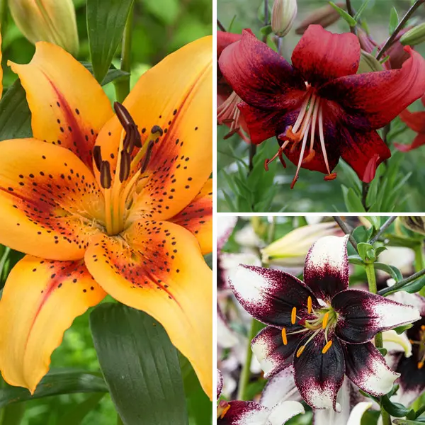 Lilium Bi-Colour Collection Lilium Bi-Colour Collection