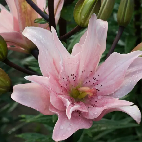 Lilium Double Elodie Lilium Double Elodie