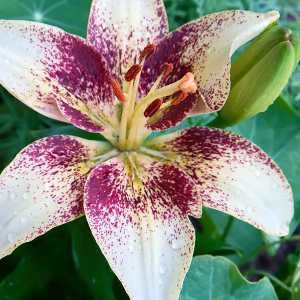 Lilium Tribal Kiss Lilium Tribal Kiss
