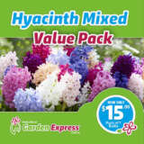 Flower Fest Value Pack – Hyacinth Mixed 7 Bulb Pack Flower Fest Value Pack – Hyacinth Mixed 7 Bulb Pack
