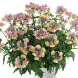Nemesia Nesia Banana Swirl Nemesia Nesia Banana Swirl