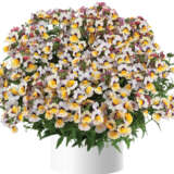 Nemesia Nesia Banana Berry Nemesia Nesia Banana Berry
