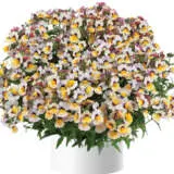 Nemesia Nesia Banana Berry Nemesia Nesia Banana Berry