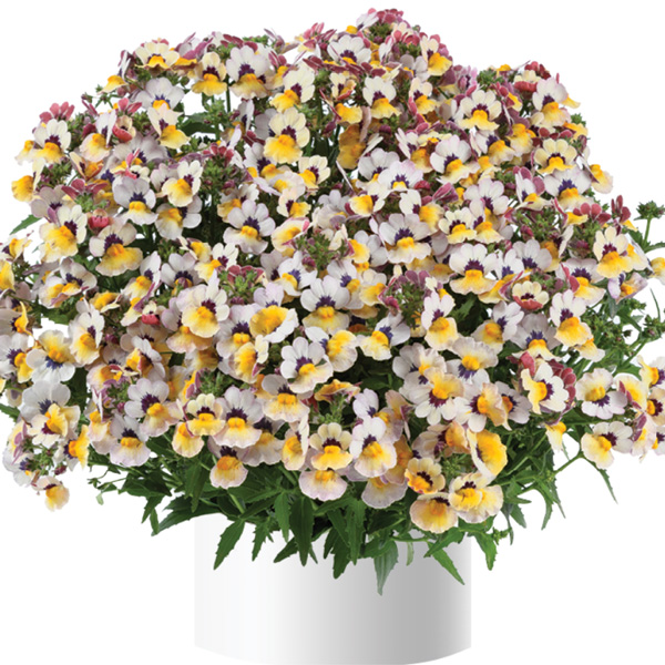 Nemesia Nesia Banana Berry Nemesia Nesia Banana Berry