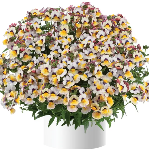 Nemesia Nesia Banana Berry
