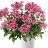 Nemesia Nesia Spring Blush Nemesia Nesia Spring Blush