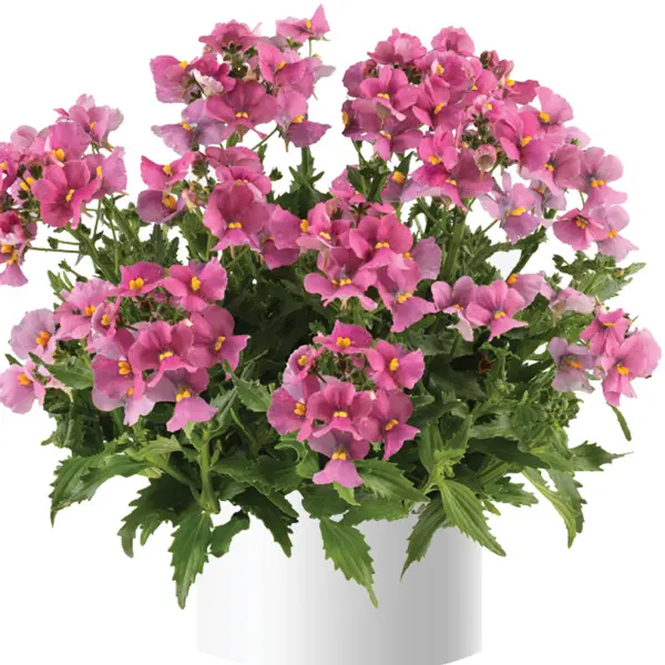 Nemesia Nesia Spring Blush Nemesia Nesia Spring Blush
