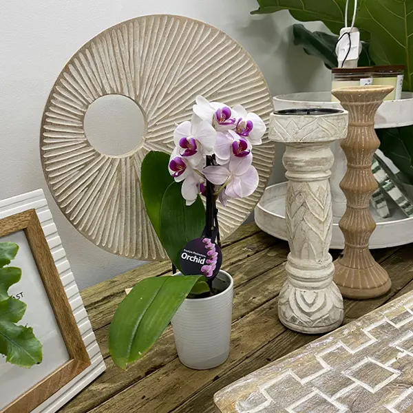 Orchid Phalaenopsis- Mini Double Stem White And Pink Orchid Phalaenopsis- Mini Double Stem White And Pink