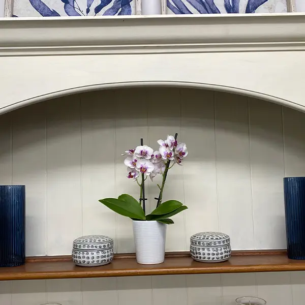 Orchid Phalaenopsis- Mini Double Stem White And Pink Orchid Phalaenopsis- Mini Double Stem White And Pink